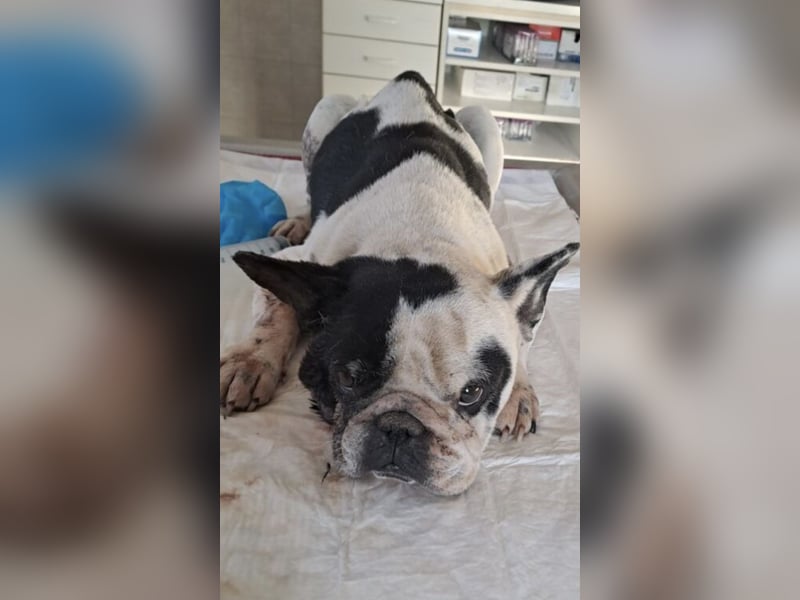 VINCENT KÄMPFT SICH ZURÜCK