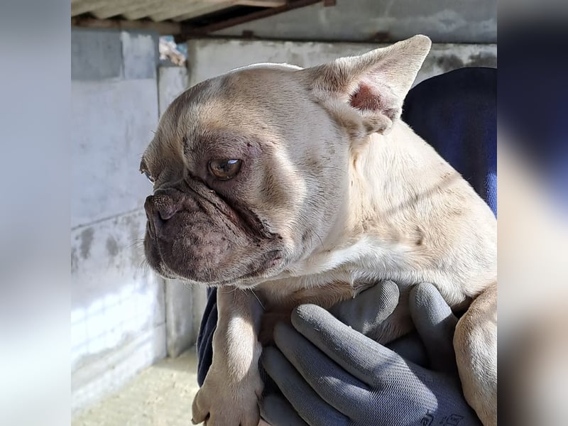 OFELIA SUCHT EIN NEUES KAPITEL