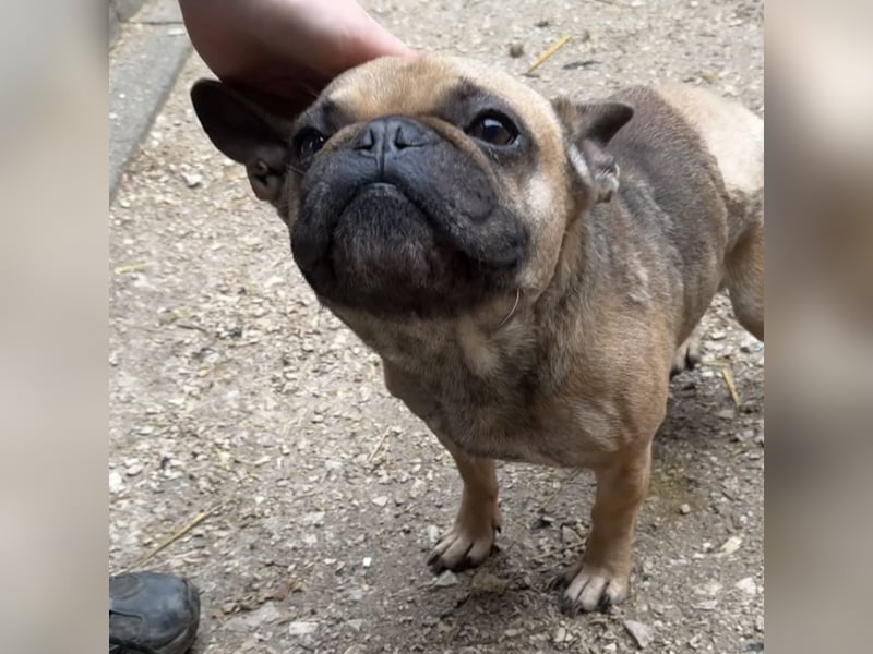 KÖKI HAT VIEL DURCHGEMACHT