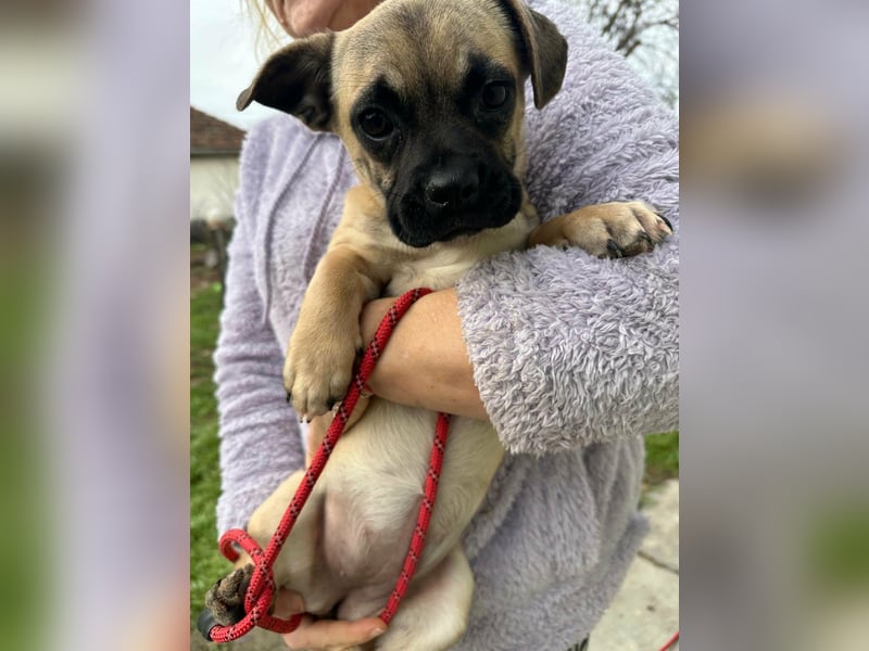 Latte, geboren 22.10.2025, 29cm sucht ihre Chance