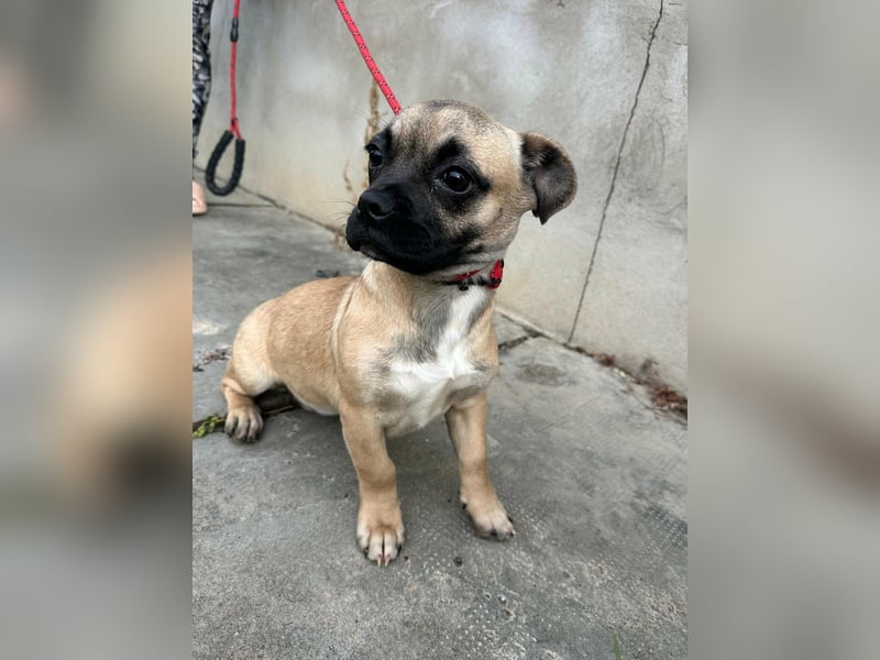 Latte, geboren 22.10.2025, 29cm sucht ihre Chance