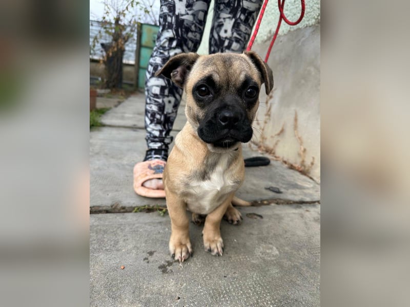 Latte, geboren 22.10.2025, 29cm sucht ihre Chance