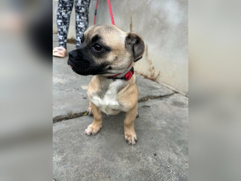 Latte, geboren 22.10.2025, 29cm sucht ihre Chance