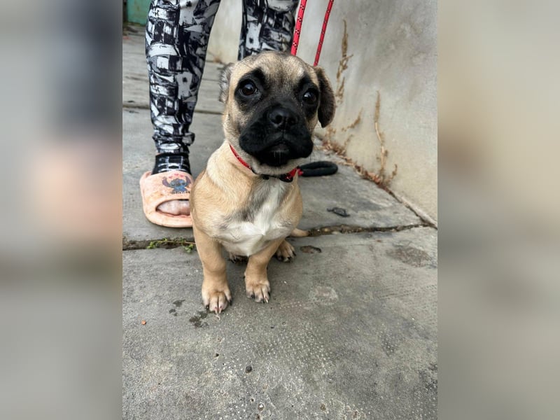 Latte, geboren 22.10.2025, 29cm sucht ihre Chance