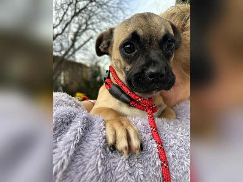 Latte, geboren 22.10.2025, 29cm sucht ihre Chance