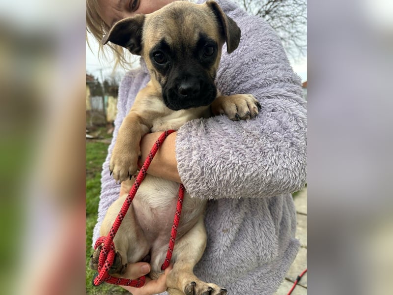 Latte, geboren 22.10.2025, 29cm sucht ihre Chance