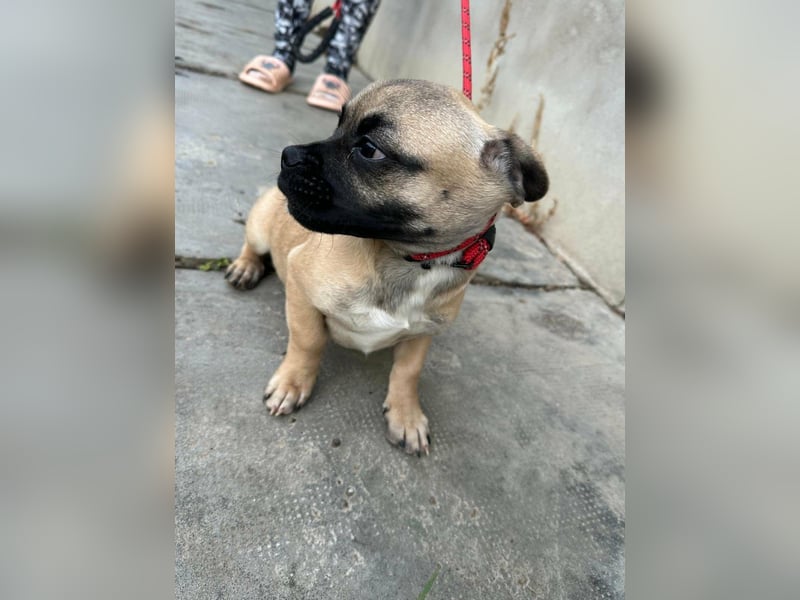 Latte, geboren 22.10.2025, 29cm sucht ihre Chance