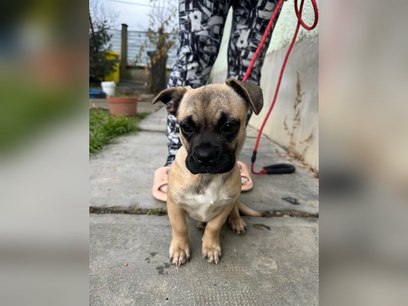 Latte, geboren 22.10.2025, 29cm sucht ihre Chance