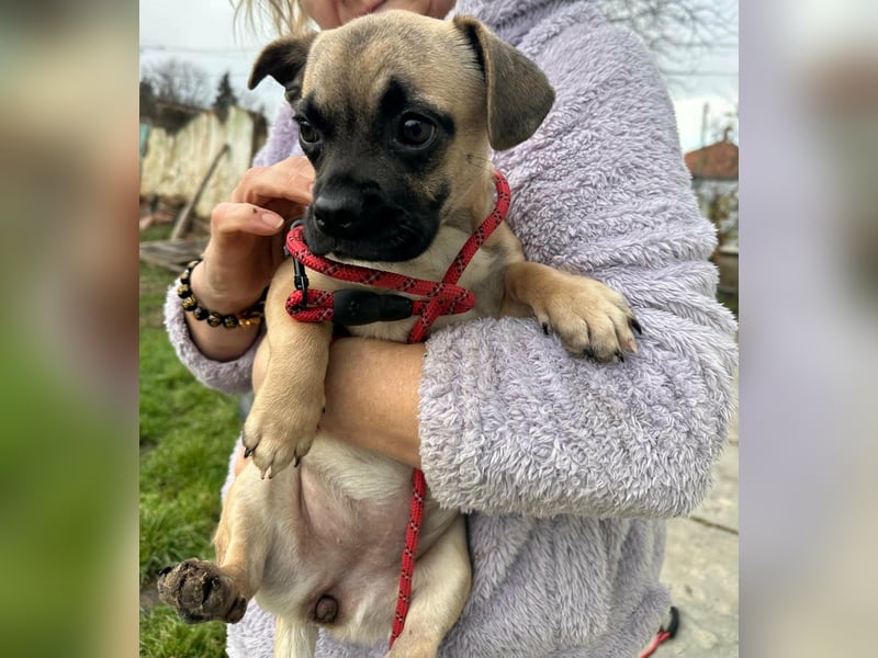 Latte, geboren 22.10.2025, 29cm sucht ihre Chance