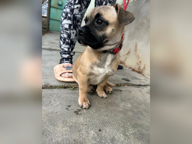 Latte, geboren 22.10.2025, 29cm sucht ihre Chance