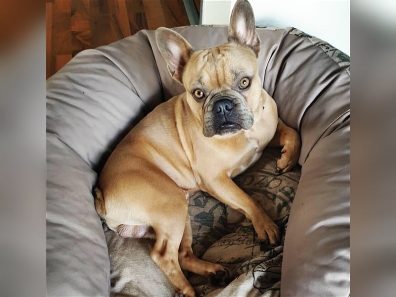 Deckrüde Französische Bulldogge ( nicht zum Verkaufen)