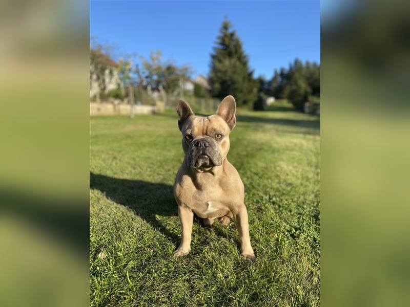 Deckrüde Französische Bulldogge ( nicht zum Verkaufen)