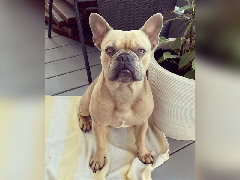 Deckrüde Französische Bulldogge ( nicht zum Verkaufen)