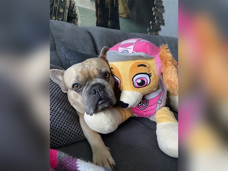 Deckrüde Französische Bulldogge ( nicht zum Verkaufen)
