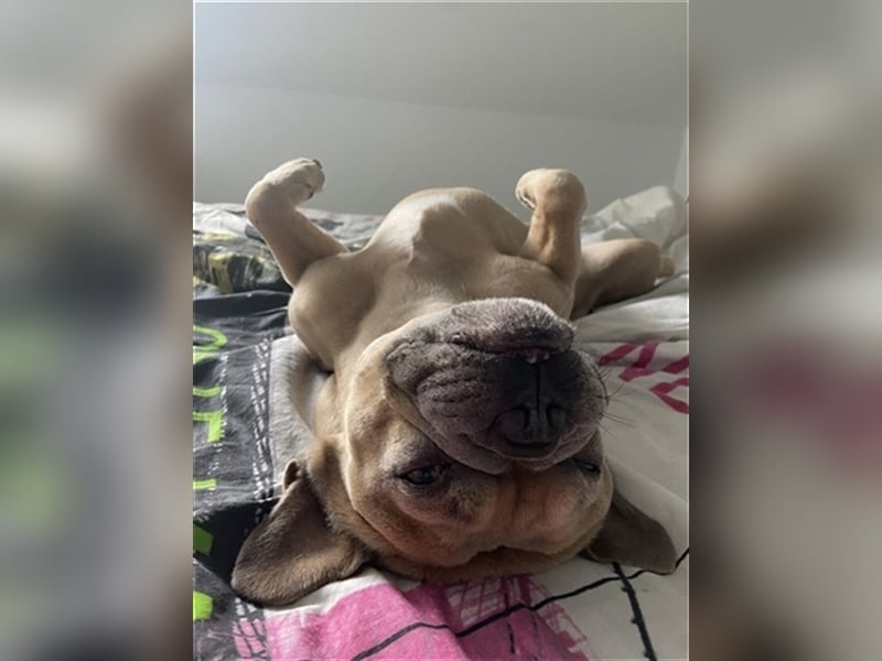 Deckrüde Französische Bulldogge ( nicht zum Verkaufen)