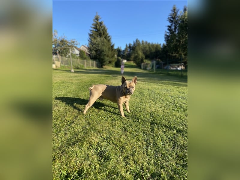 Deckrüde Französische Bulldogge ( nicht zum Verkaufen)