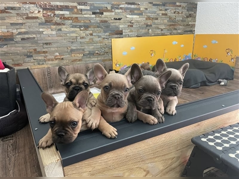 Deckrüde Französische Bulldogge ( nicht zum Verkaufen)