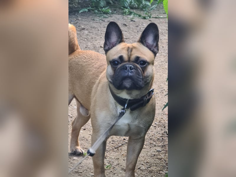 Sportlicher Frops  Rüde (Franz. Bulldogge + Mops)
