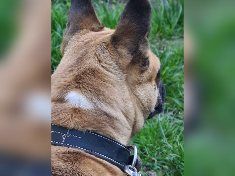 Sportlicher Frops  Rüde (Franz. Bulldogge + Mops)