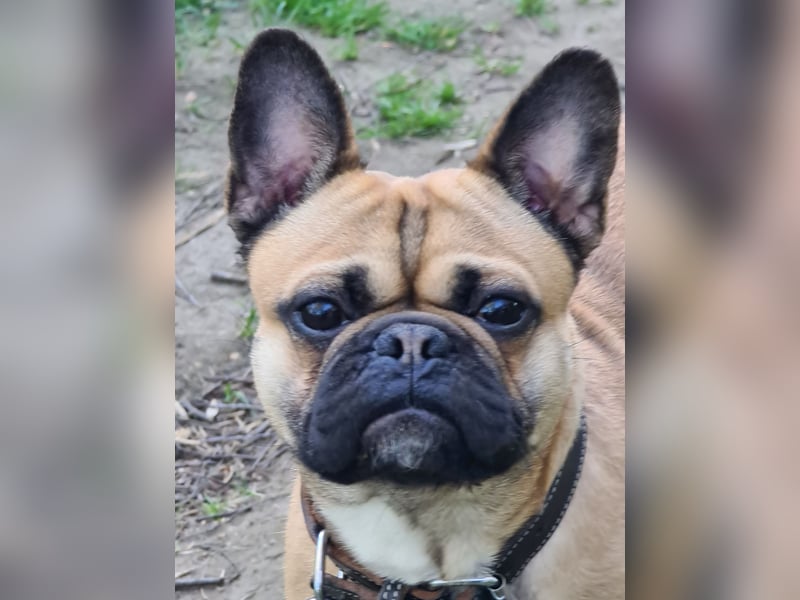 Sportlicher Frops  Rüde (Franz. Bulldogge + Mops)