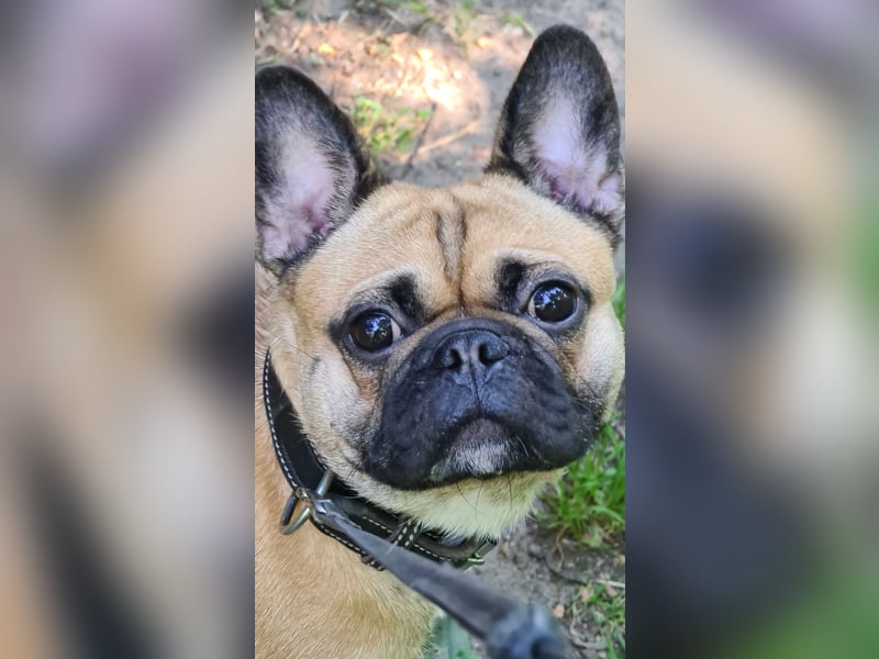 Sportlicher Frops  Rüde (Franz. Bulldogge + Mops)