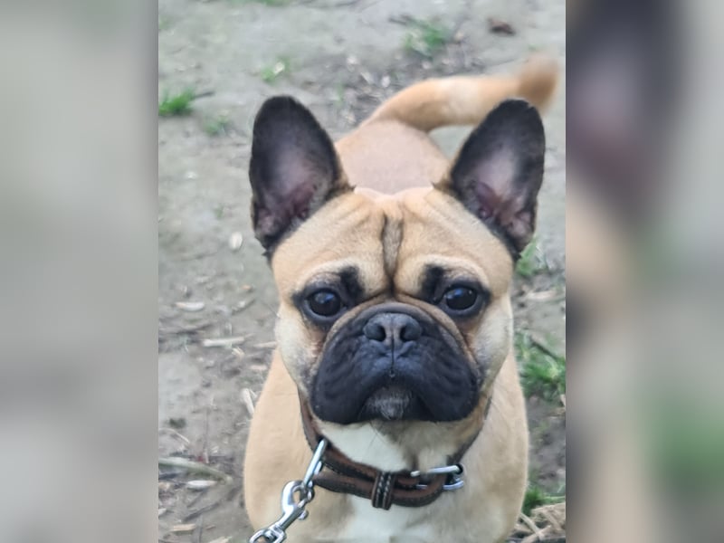 Sportlicher Frops  Rüde (Franz. Bulldogge + Mops)