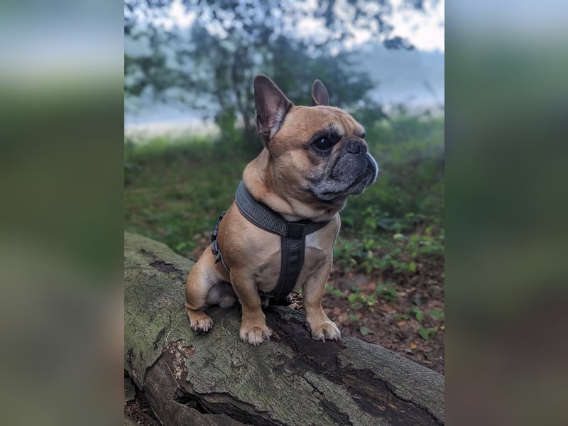 Französische Bulldogge Deckrüden Red Fawn