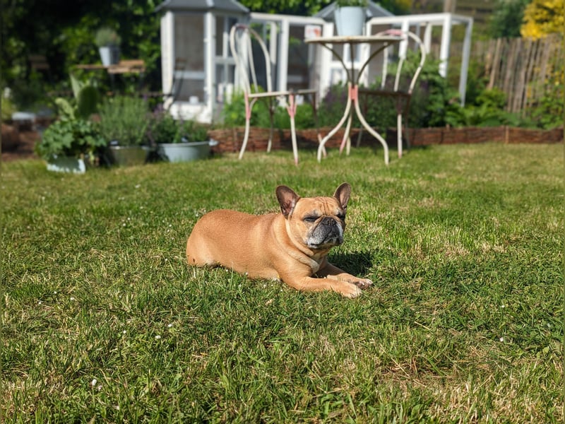 Französische Bulldogge Deckrüden Red Fawn