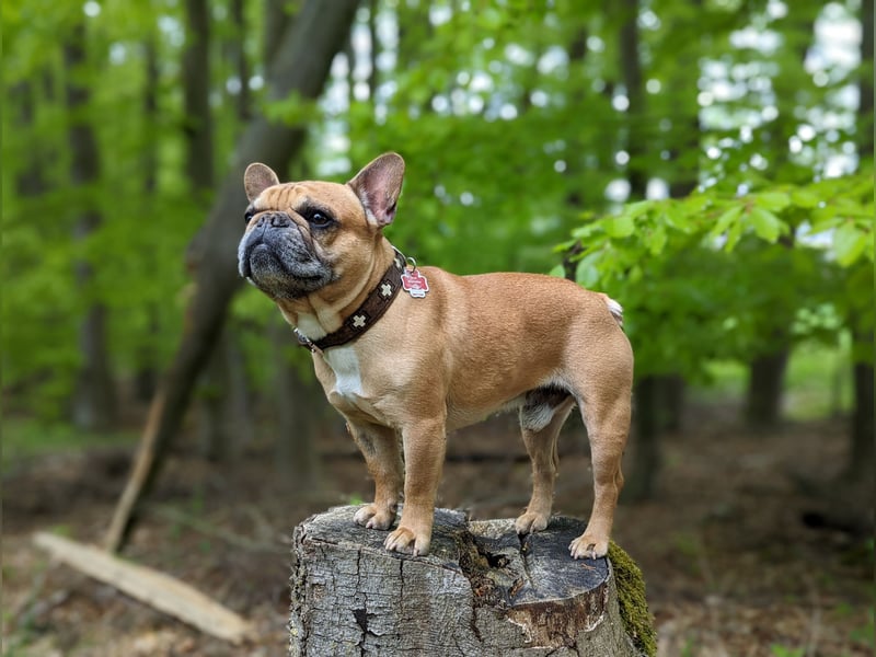 Französische Bulldogge Deckrüden Red Fawn