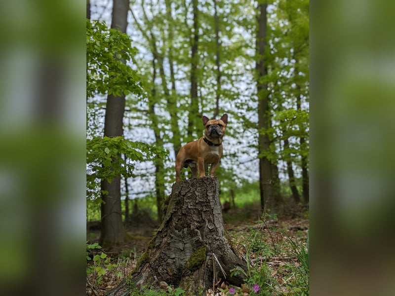 Französische Bulldogge Deckrüden Red Fawn