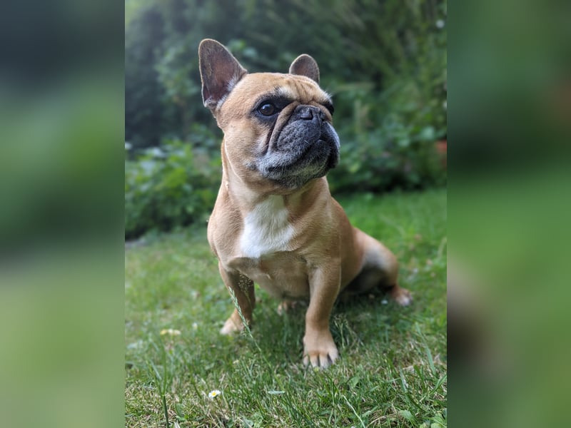 Französische Bulldogge Deckrüden Red Fawn