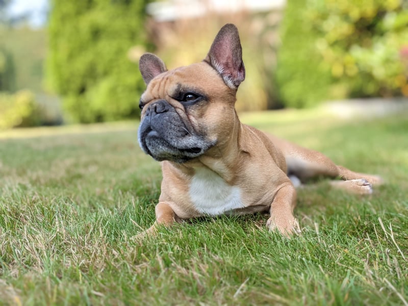 Französische Bulldogge Deckrüden Red Fawn