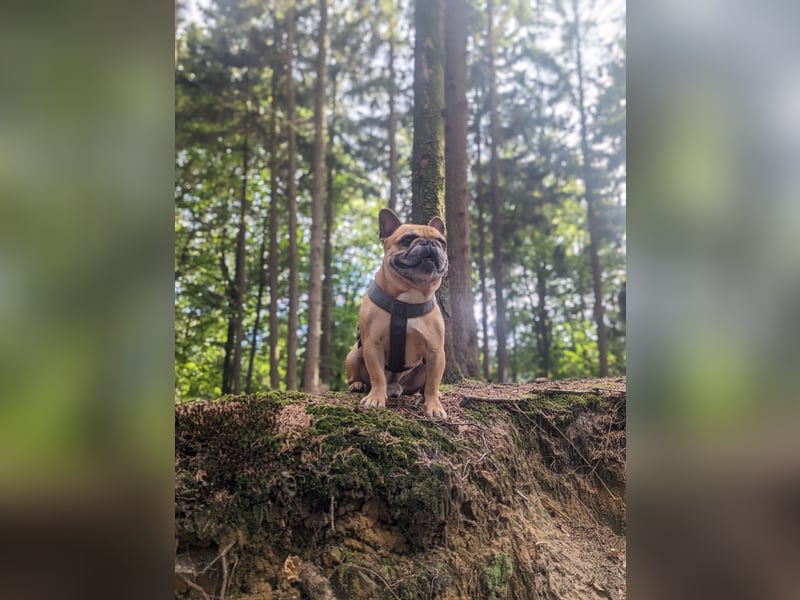 Französische Bulldogge Deckrüden Red Fawn