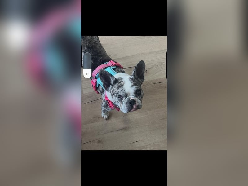 CLOE - die süße Maus sucht ein liebevolles Für-Immer Zuhause!
