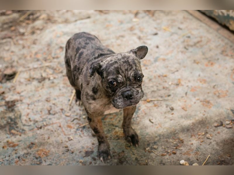 FRANKA - wer zeigt der süßen Maus wie schön ein Hundeleben sein kann?