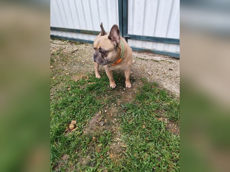 ARCI - das süße Männlein ist im Tierheim sehr traurig und wartet auf ein neues Zuhause