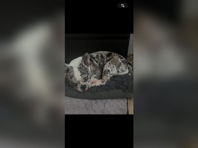 CLOE - die süße Maus sucht ein liebevolles Für-Immer Zuhause!