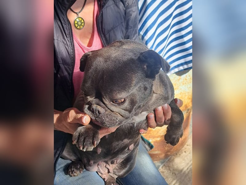 BERTA - die dankbare und anhängliche Hündin freut sich auf Menschen, die sie lieb haben!