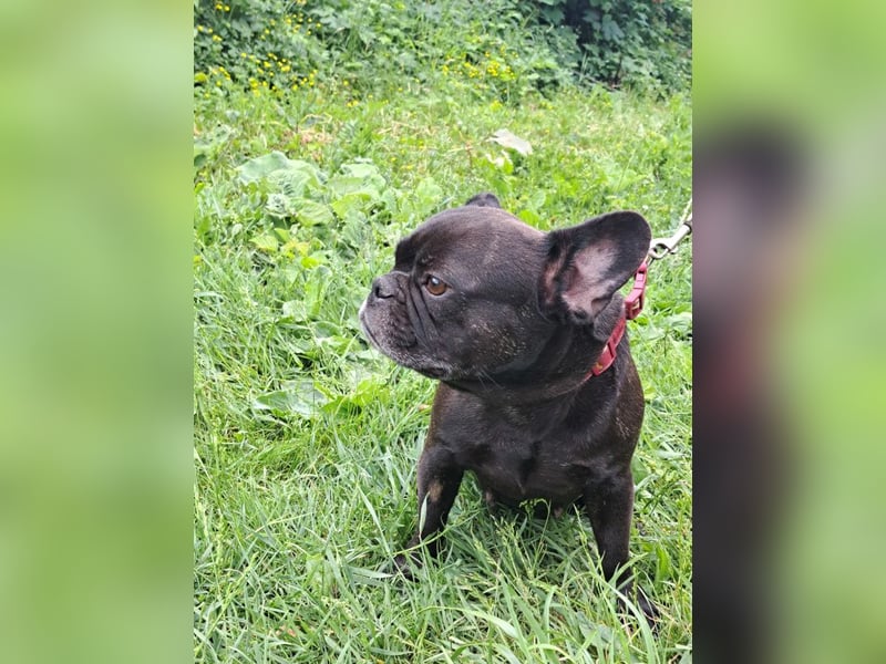 AMALIE - eine französische Bulldogge