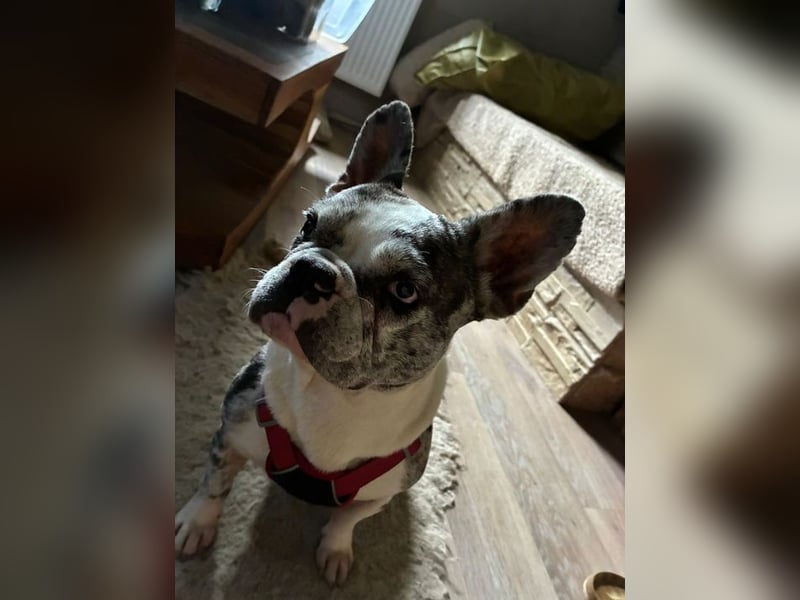 CLOE - Blind?! Was soll´s! Ich hab ja meinen Menschen!