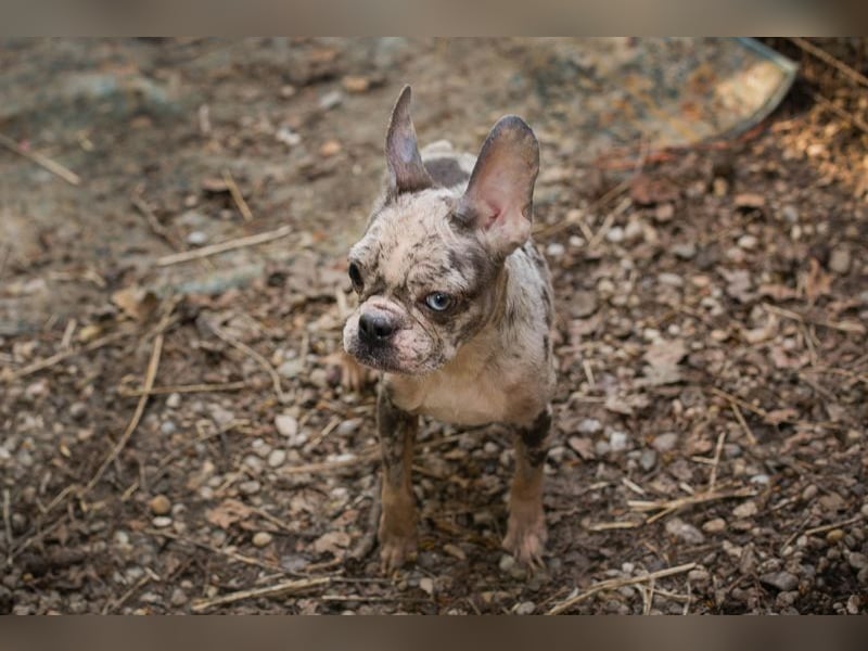 PAULINE - ich träume von einem Zuhause bei Menschen, die mich lieben!