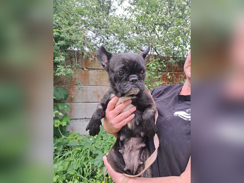 ZOE - ebenfalls eine französische Bulldogge