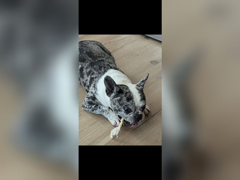 CLOE - die süße Maus sucht ein liebevolles Für-Immer Zuhause!