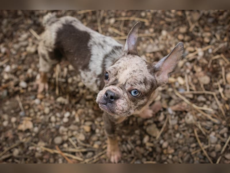 PAULINE - ich träume von einem Zuhause bei Menschen, die mich lieben!