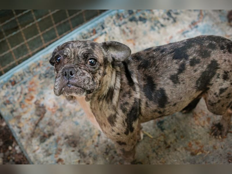 FRANKA - wer zeigt der süßen Maus wie schön ein Hundeleben sein kann?