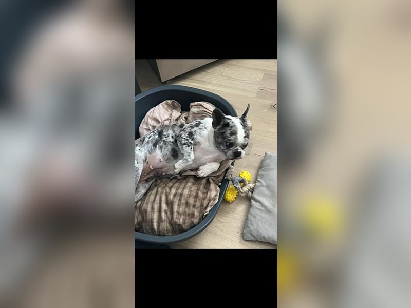 CLOE - die süße Maus sucht ein liebevolles Für-Immer Zuhause!