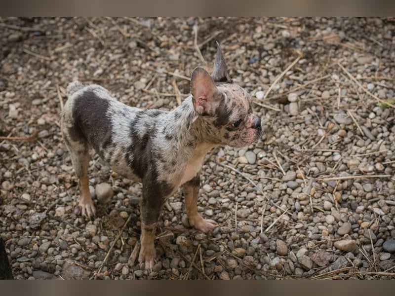 PAULINE - ich träume von einem Zuhause bei Menschen, die mich lieben!