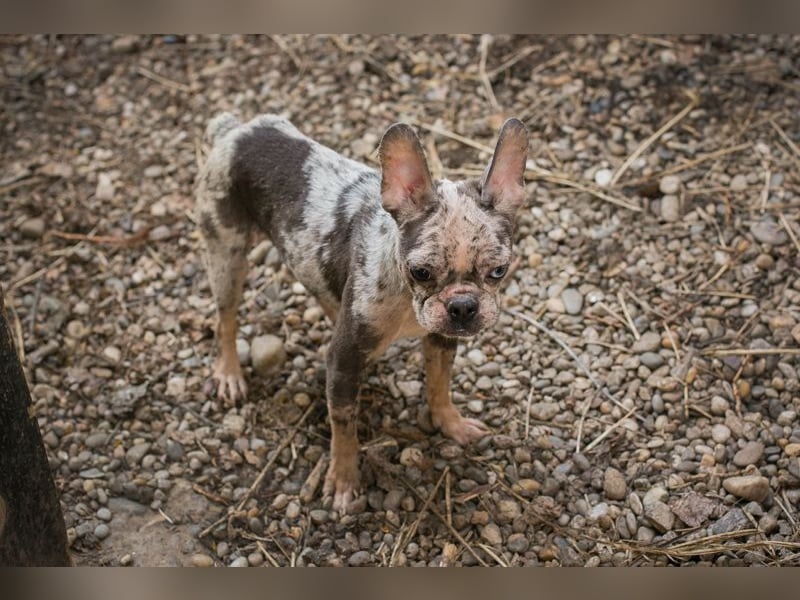 PAULINE - ich träume von einem Zuhause bei Menschen, die mich lieben!
