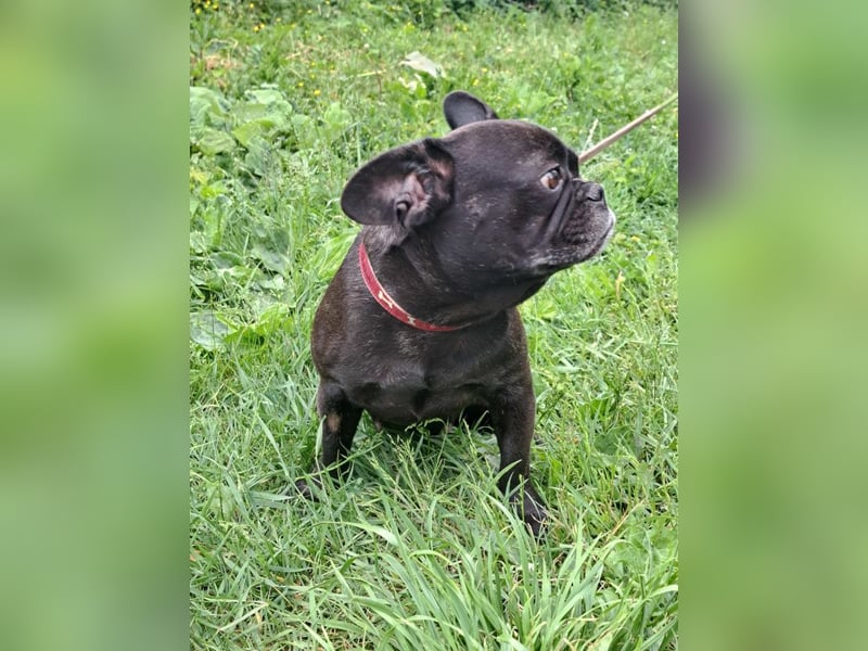 AMALIE - eine französische Bulldogge