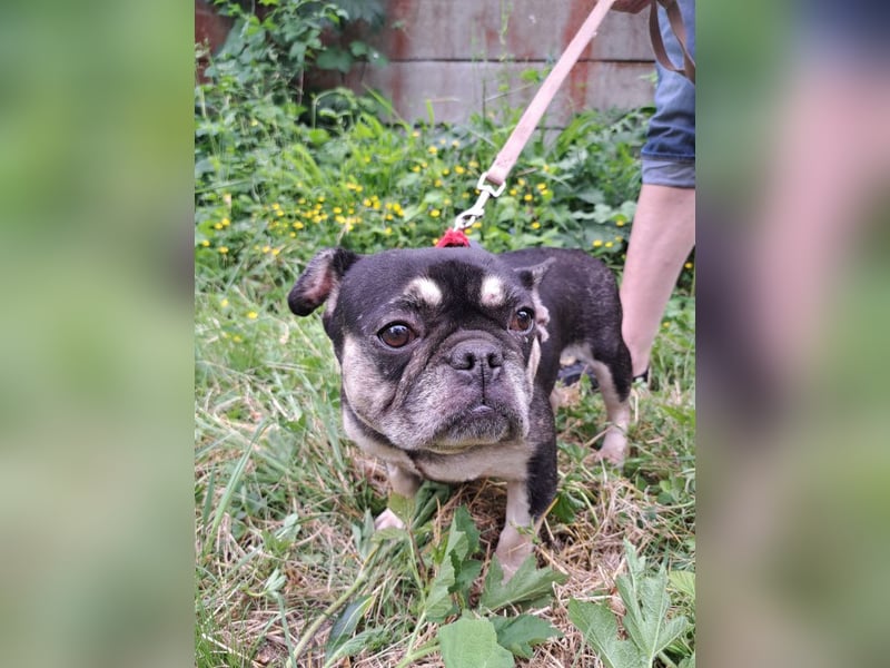 PETUNIA ist eine französische Bulldogge (Mischling)